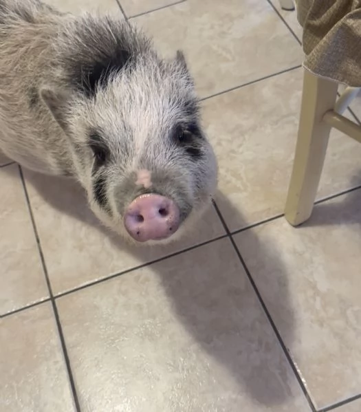 Maialina nana viethamite  | Foto 1