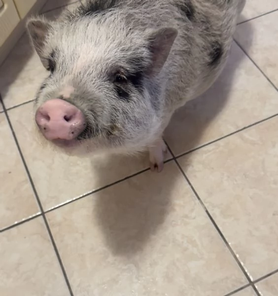 Maialina nana viethamite  | Foto 0