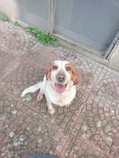 Regalo Cani Piccola/media taglia dolcissimi 