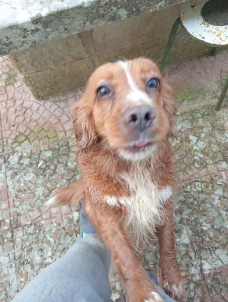 Regalo Cani Piccola/media taglia dolcissimi  | Foto 1