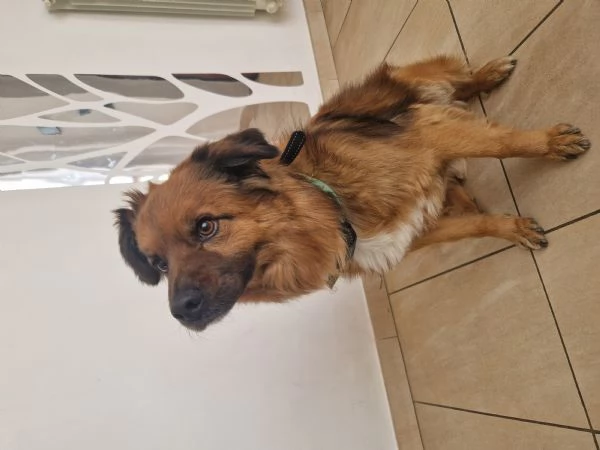 Cane meticcio dolce e coccolone - 6 anni, 13kg