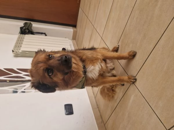 Cane meticcio dolce e coccolone - 6 anni, 13kg | Foto 5