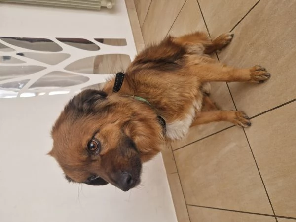 Cane meticcio dolce e coccolone - 6 anni, 13kg | Foto 4