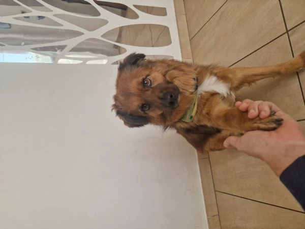 Cane meticcio dolce e coccolone - 6 anni, 13kg | Foto 3