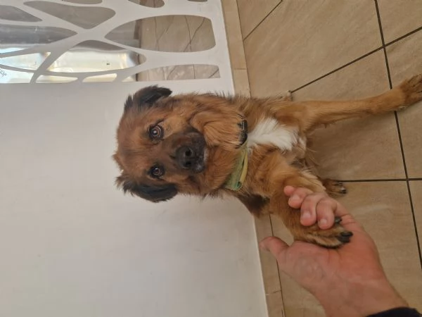 Cane meticcio dolce e coccolone - 6 anni, 13kg | Foto 2