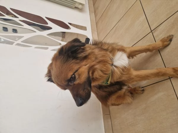 Cane meticcio dolce e coccolone - 6 anni, 13kg | Foto 1