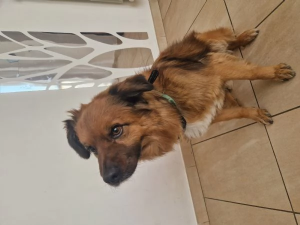 Cane meticcio dolce e coccolone - 6 anni, 13kg | Foto 0