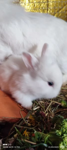 Conigli  piccolissimi | Foto 14