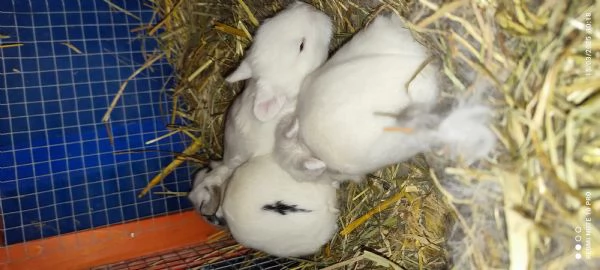 Conigli  piccolissimi | Foto 13
