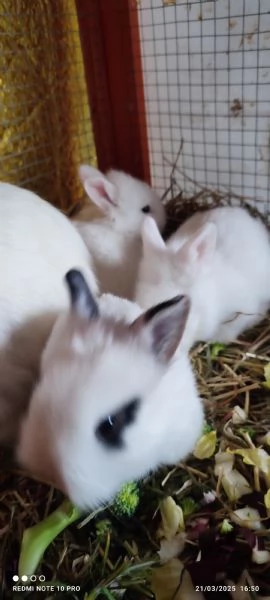 Conigli  piccolissimi | Foto 12