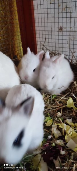 Conigli  piccolissimi | Foto 11