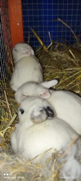 Conigli  piccolissimi | Foto 10