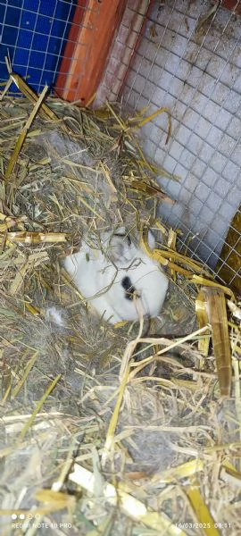 Conigli  piccolissimi | Foto 9