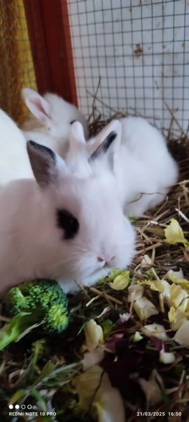 Conigli  piccolissimi | Foto 8