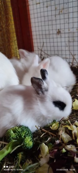 Conigli  piccolissimi | Foto 7