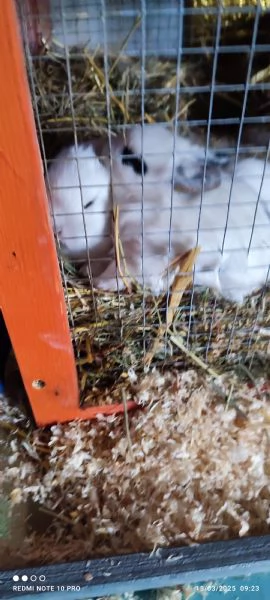 Conigli  piccolissimi | Foto 6