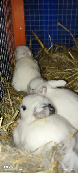 Conigli  piccolissimi | Foto 5