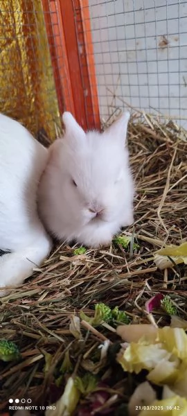 Conigli  piccolissimi | Foto 2