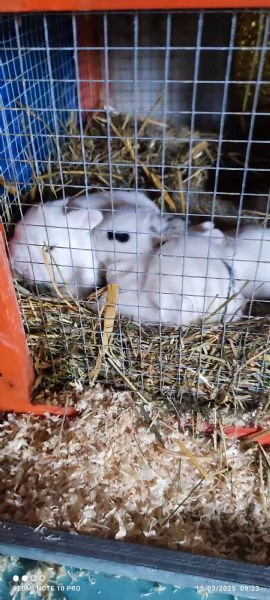 Conigli  piccolissimi | Foto 1