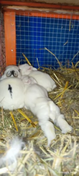 Conigli  piccolissimi | Foto 0