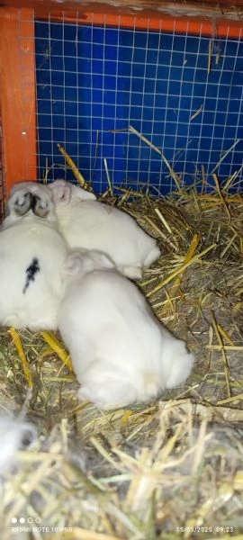 Conigli da compagnia testa di leone | Foto 1