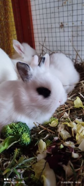 Conigli da compagnia testa di leone | Foto 0