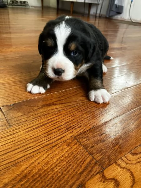 Simpatici cuccioli di montagna bernese 