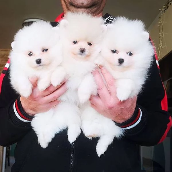 Regalo Cuccioli di pomerania maschio o femmina!!