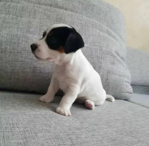 cucciolo di jack russel