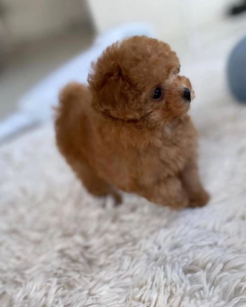 Regalo cuccioli di barboncino