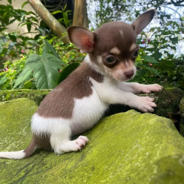 Regalo chihuahua taglia molto piccola