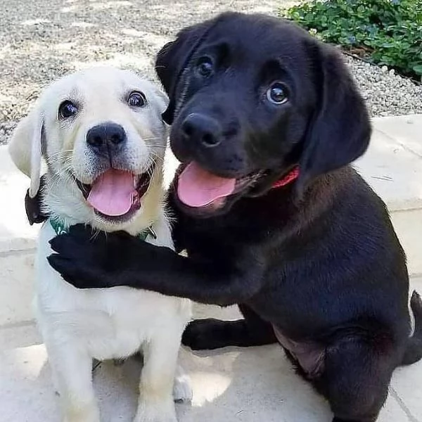 Regalo Cuccioli di Labrador cioccolato