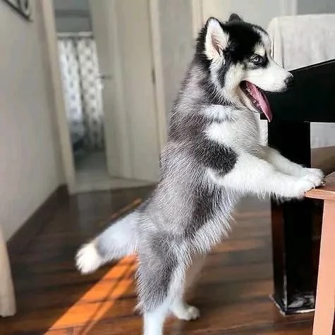 Regalo cucciolo cuccioli di siberian husky