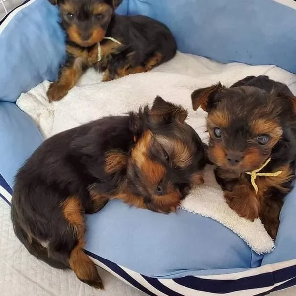 Cuccioli di Yorkie in vendita