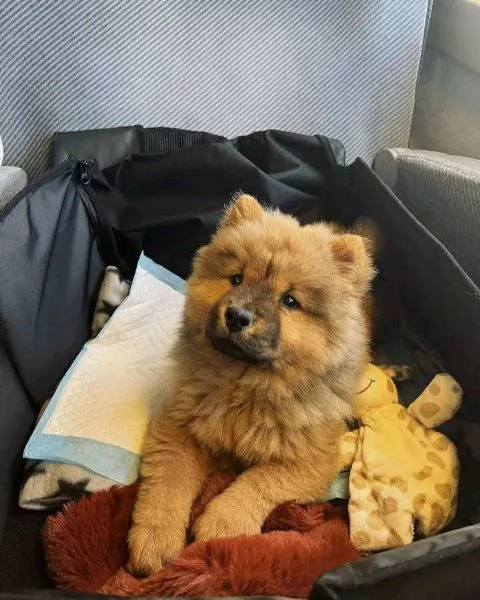 Vendita cuccioli di chow chow
