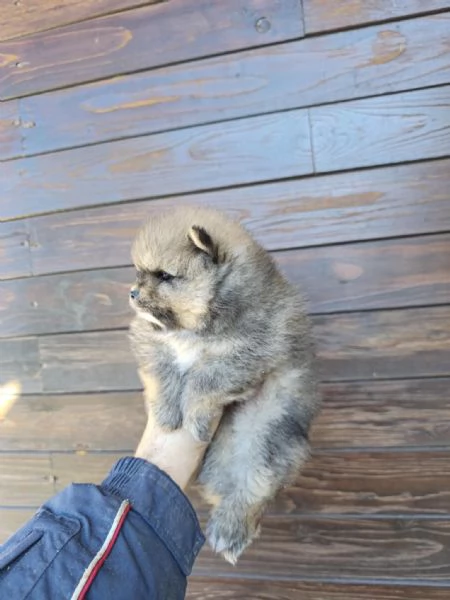 Spitz di pomeriana - linea tedesca  | Foto 2