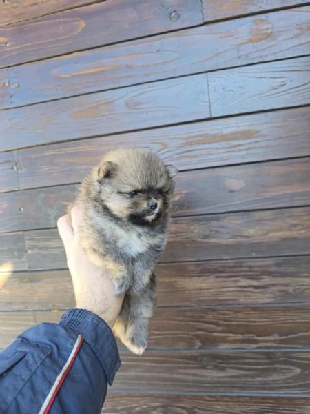 Spitz di pomeriana - linea tedesca  | Foto 1