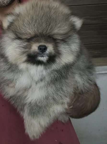 Spitz di pomeriana - linea tedesca 