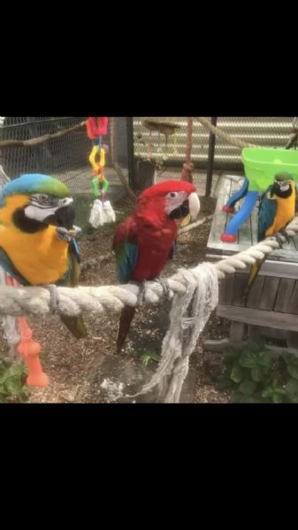 Ara blu e oro addomesticati pronti