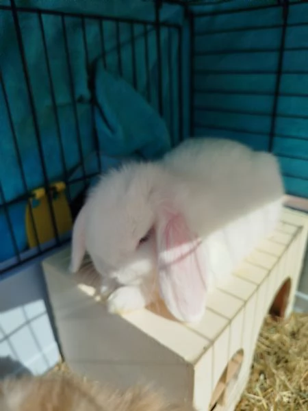 Cuccioli di Ariete nano minilop | Foto 7