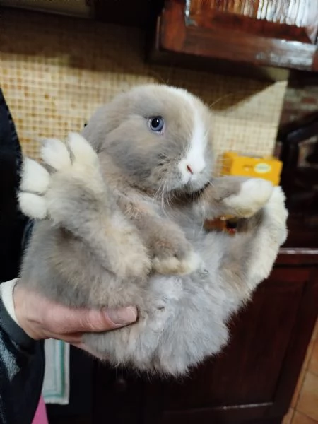 Cuccioli di Ariete nano minilop | Foto 5