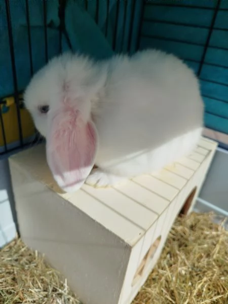 Cuccioli di Ariete nano minilop | Foto 3