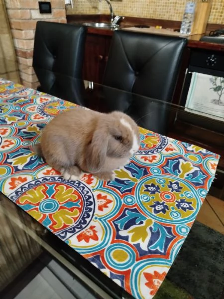 Cuccioli di Ariete nano minilop | Foto 2