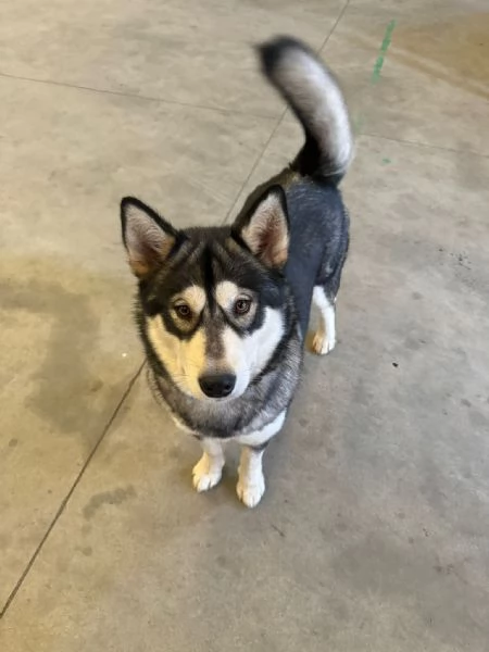 Regalasi cucciola di Alaskan Malamute | Foto 1