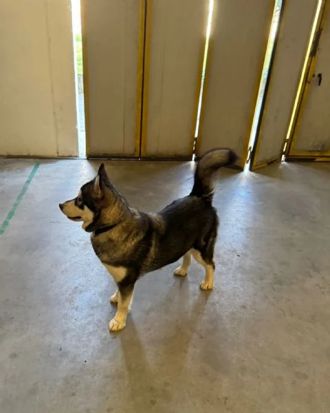 Regalasi cucciola di Alaskan Malamute | Foto 0