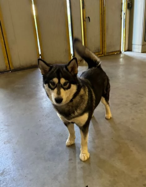 Regalasi cucciola di Alaskan Malamute