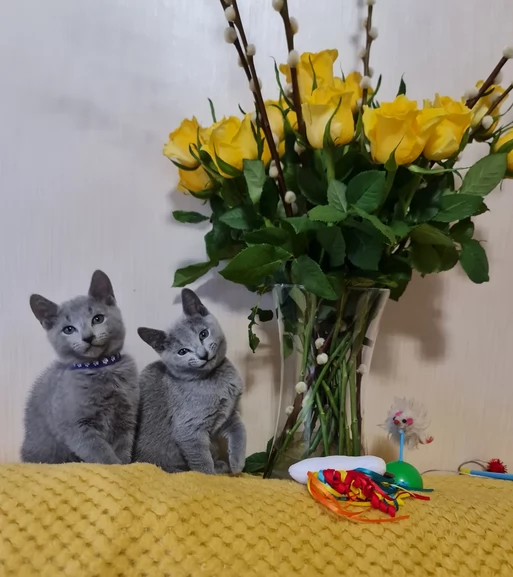 splendidi blu di russia | Foto 0