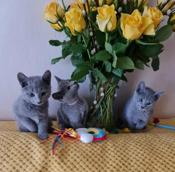 splendidi blu di russia