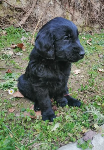 FLAT COATED RETRIEVER CEDESI