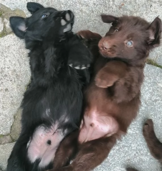 FLAT COATED RETRIEVER CEDESI | Foto 3